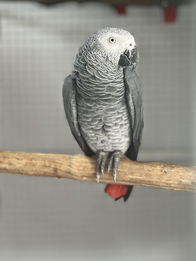 Preview of the first image of Supertame African grey parrot.