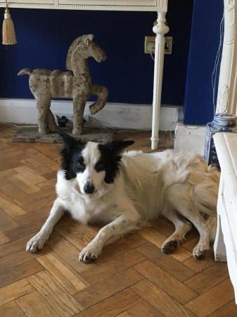 Image 1 of Gorgeous young Border Collie needing new family