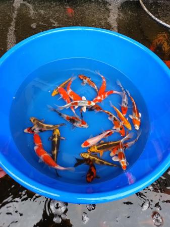 Image 3 of Koi Carp for sale mixed selection