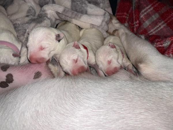 Image 8 of 1 Male, 2 Female KC Registered Bull Terrier Puppies
