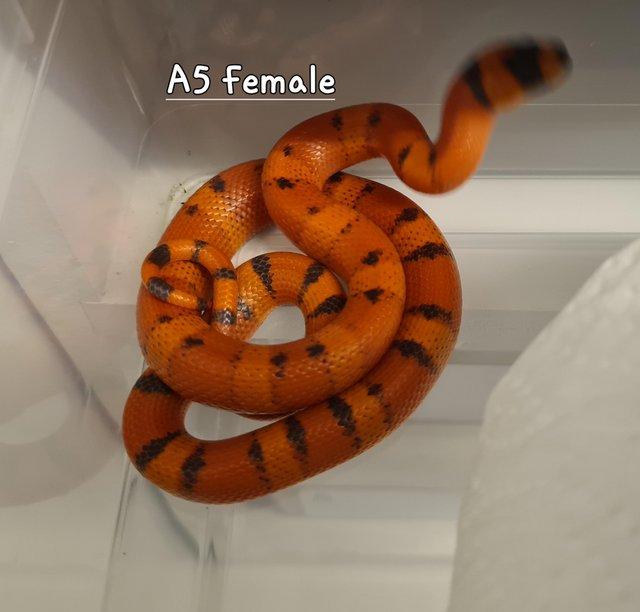Preview of the first image of Cb23 pair ofHonduran milksnakes (hypo vanishing pattern).