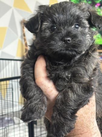 Image 1 of Lhaso chipoo puppies for sale