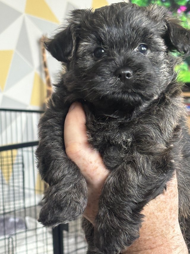 Preview of the first image of Lhaso chipoo puppies for sale.