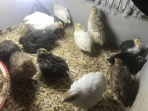 Image 21 of SEXED QUAILS AVAILABLE/31STMAY !