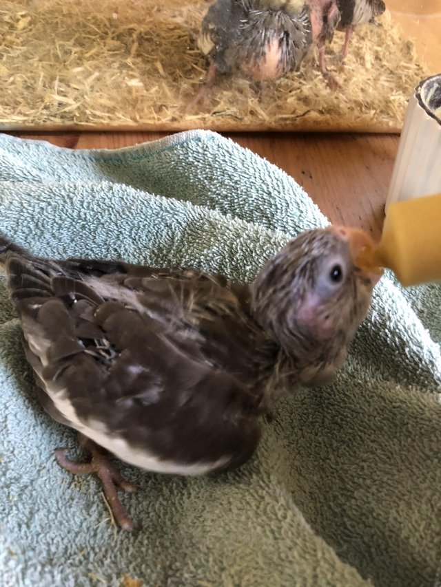 Preview of the first image of Hand Reared Silly Tame Cockatiel.