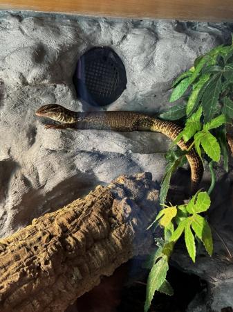 Image 2 of Akkie  monitor lizard for sale
