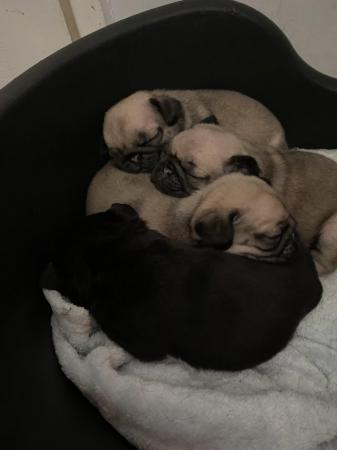 Image 5 of KC fully vaccinated Pug Puppies