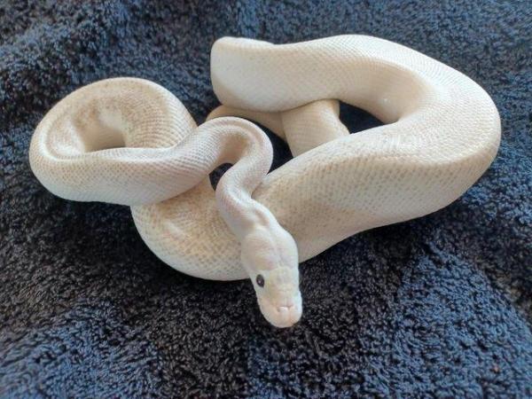 Image 4 of Male adult Ivory Royal/Ball Python.