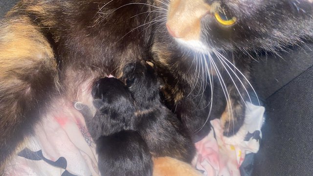 Image 3 of 3male 7 week old kittens