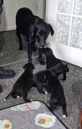 Image 3 of Black Lab x Collie-Lurcher Puppies, 4 girls left