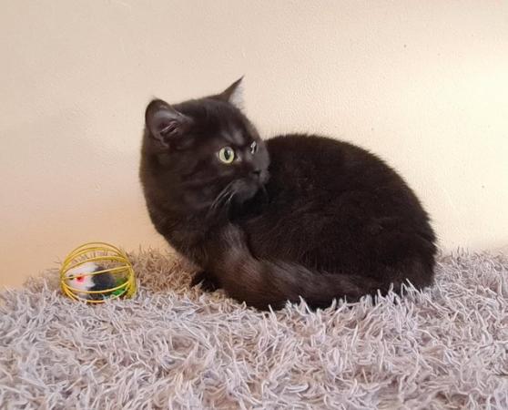Image 9 of stunning pedigree kitten, ready to leave now!
