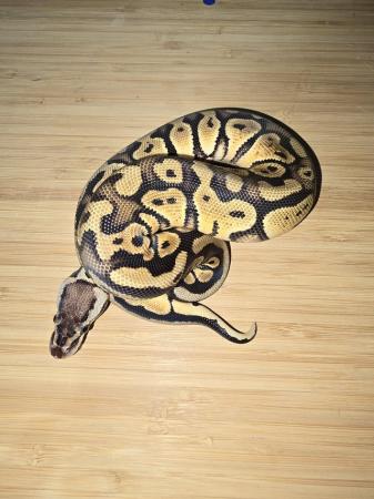 Image 4 of Pastle female royal python 2023
