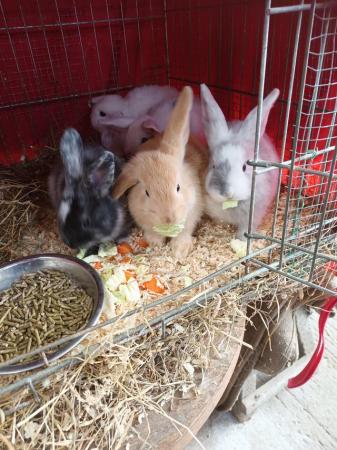 Image 3 of Mini lops 8wks old 5  £30 or two for £50