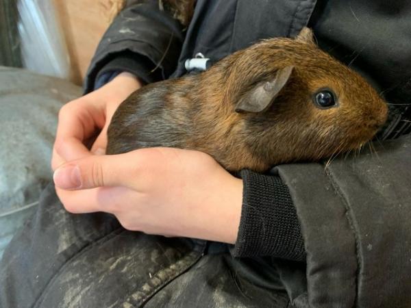 Image 2 of 3 baby boy guinea pigs for sale