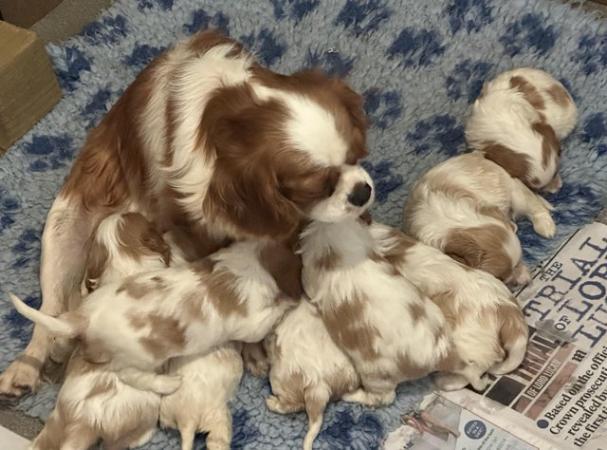 Image 1 of KC registered & insured Cavalier puppies