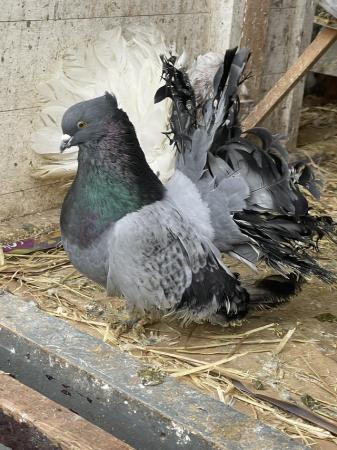 Image 5 of Indian fantail pigeons ,,,