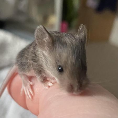 Image 4 of Two Baby Male Mice Looking For Homes