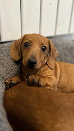 Image 1 of Ready Now! KC Reg Miniature Dachshund Smooth Haired