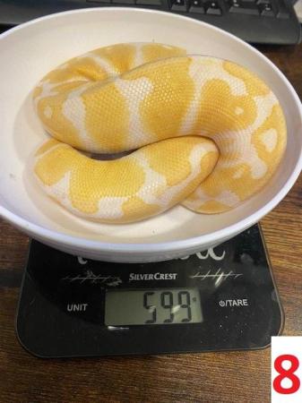 Image 5 of Various Royal Pythons - open to offers