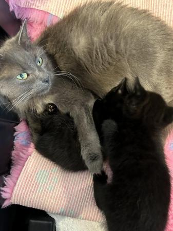 Image 6 of Beautiful Dark Silver Tabby and Black Kittens TWO LEFT