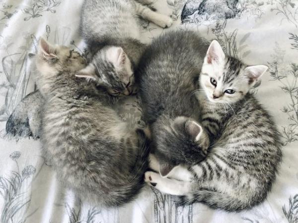 Image 5 of Ragdoll x Mainecoon x British Shorthair Silver Kittens