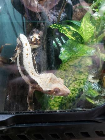 Image 5 of Lily white male crestie gecko