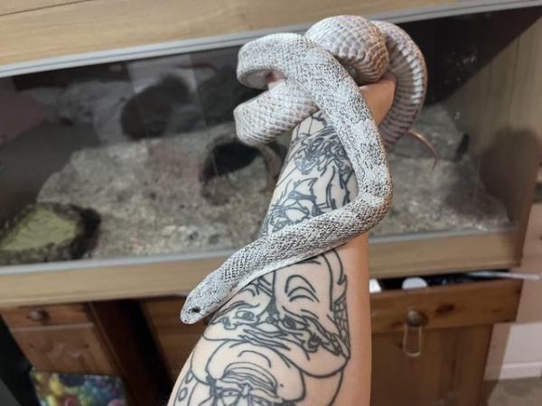 Image 1 of 5 year old ghost corn snake