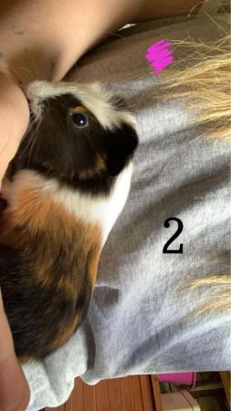 Image 3 of Female and male Guinea pigs for sale