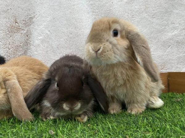 Image 9 of Friendly Pure Bred Baby Mini Lop Rabbits