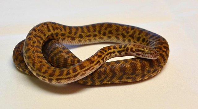Image 8 of ALL STOCKED SNAKES HERE AT WARRINGTON PETS & EXOTICS