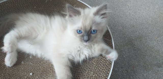 Image 18 of Pure Breed Ragdoll Kittens