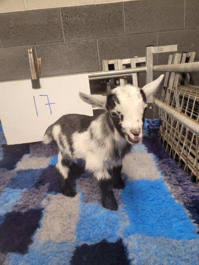 Preview of the first image of Pygmy goat wether kids -.