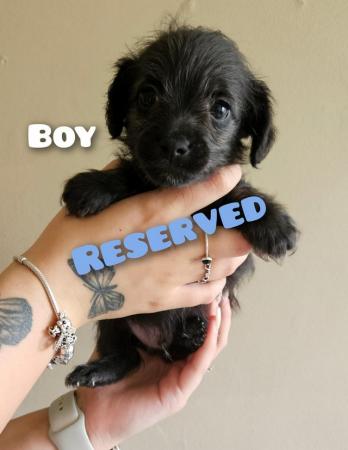 Image 6 of Border terrier x miniature poodle (last 2 boys)