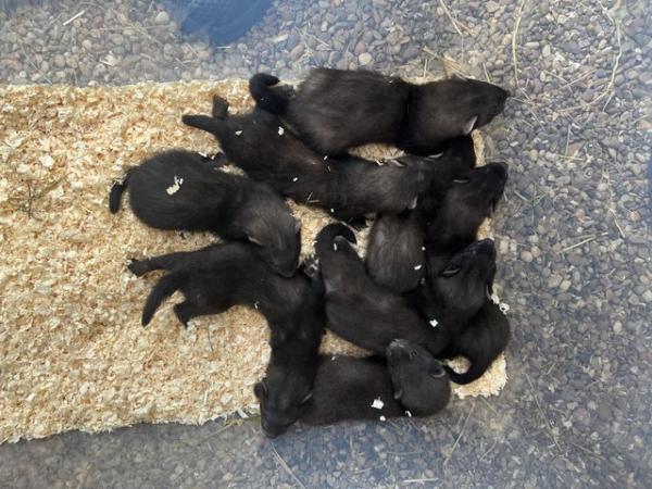 Image 3 of 9 weeks old Black Ferrets