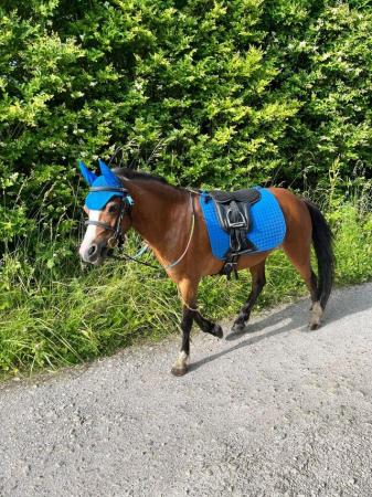 Image 34 of 10-13hh Lead Rein, Ridden Mare, Projects, Pets, Cobs, Welsh.