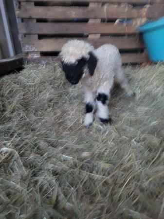 Image 3 of Valais Blacknose Grassroots registered ram lambs