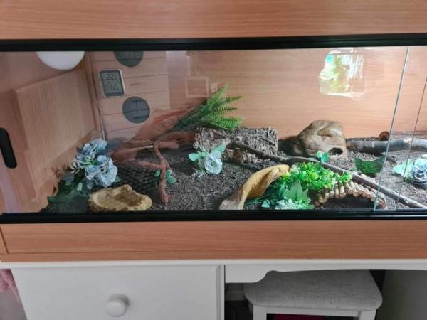 Image 4 of 1 year old male leopard gecko, full setup also available