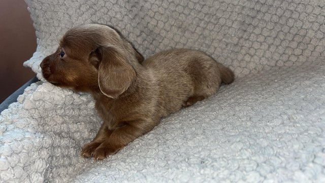 Image 3 of Only 3 beautiful puppies left !!