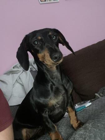 Image 1 of Dachshund Girl for sale