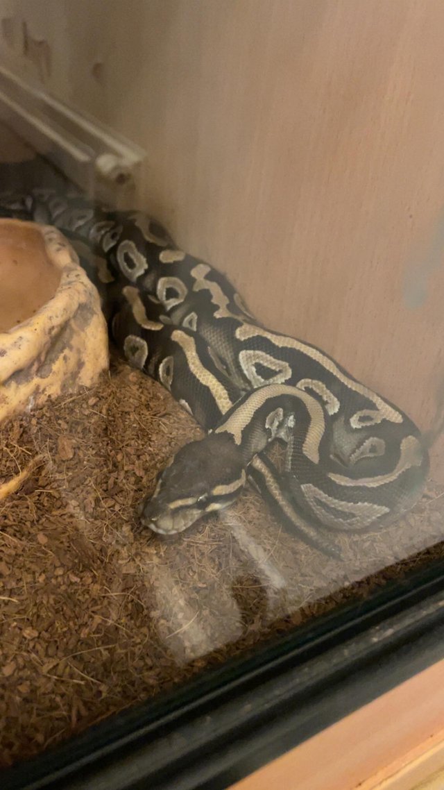 Preview of the first image of Female python with vivarium.