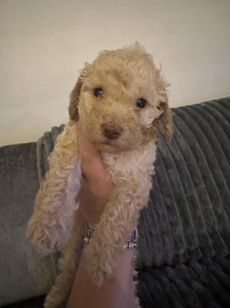 Image 15 of One left! REDUCED READY NOW Gorgeous cockapoo puppies.