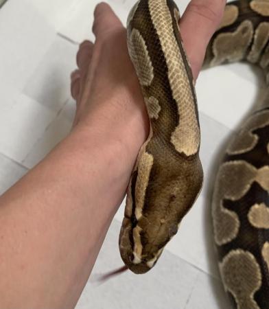 Image 4 of Massive female fire her pied royal python