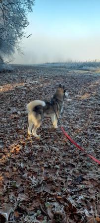 Image 1 of 2 and a half-year old Male Siberian Husky