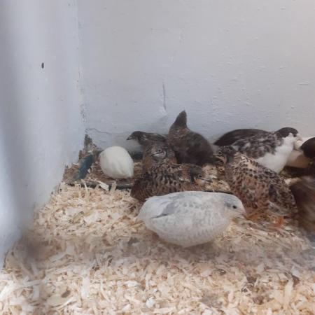 Image 2 of Quality Chinese quail for sale