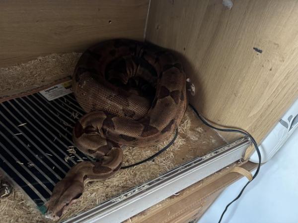 Image 5 of Female boa constrictor and vivarium for sale