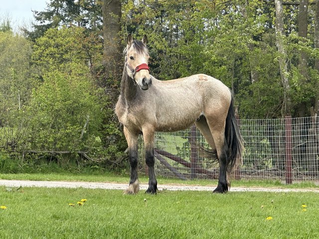 Preview of the first image of Dun Gelding 2 years old. To make 15hh.