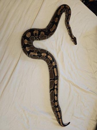 Image 5 of 4ft royal python, viv and accessories included