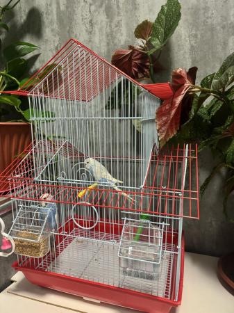 Image 5 of 3 pair of budgies with cage