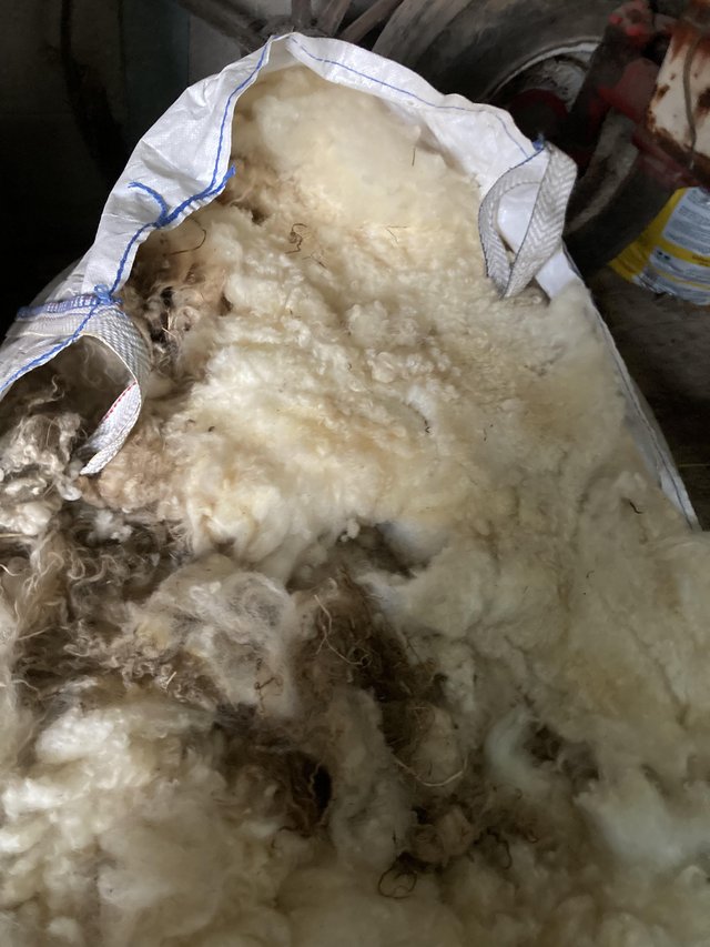 Preview of the first image of Raw Sheep Wool.  -    Free..