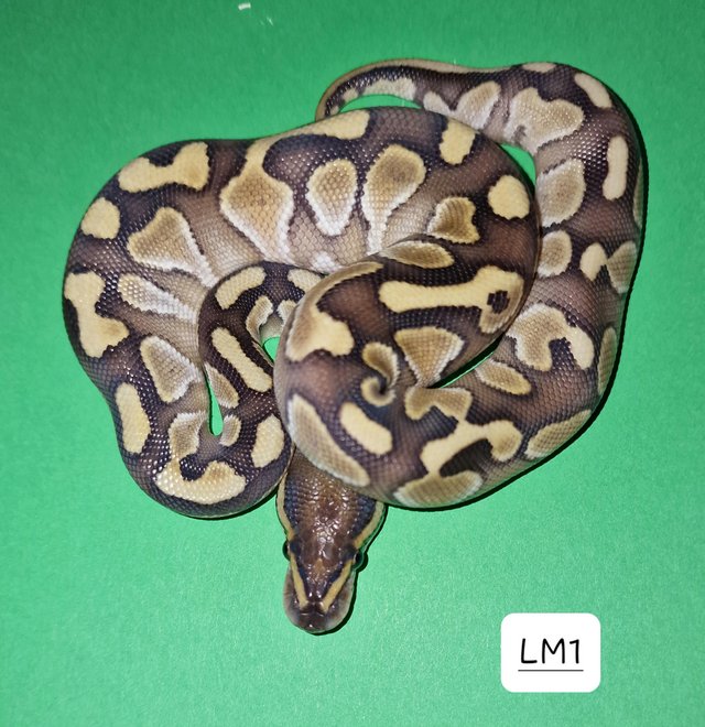 Preview of the first image of CB23 Lesser Royal Pythons.